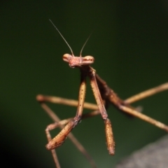 Archimantis sp. (genus) at Evatt, ACT - 22 May 2022