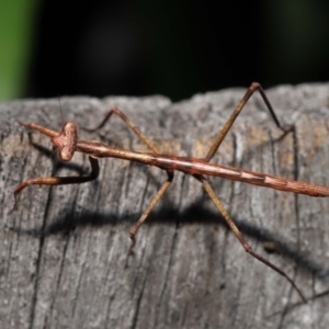 Archimantis sp. (genus) at Evatt, ACT - 22 May 2022