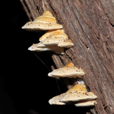 Truncospora ochroleuca at ANBG - 22 May 2022 by TimL