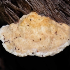 Truncospora ochroleuca at Acton, ACT - 22 May 2022