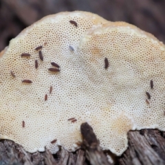 Truncospora ochroleuca at Acton, ACT - 22 May 2022