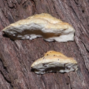 Truncospora ochroleuca at Acton, ACT - 22 May 2022