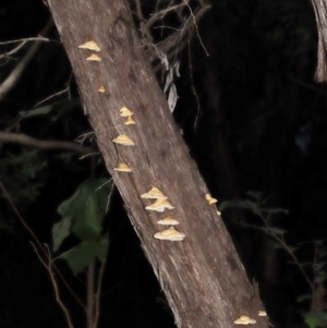 Truncospora ochroleuca at Acton, ACT - 22 May 2022 10:46 AM