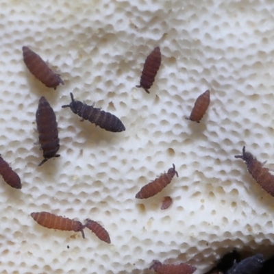 Hypogastrura sp. (genus) (A Springtail) at Acton, ACT - 22 May 2022 by TimL