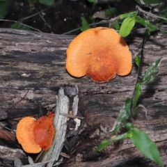 Pycnoporus coccineus (Scarlet Bracket) at Acton, ACT - 22 May 2022 by TimL