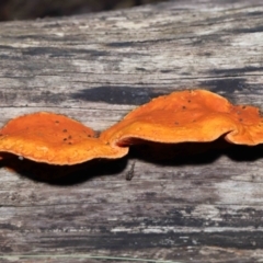 Trametes coccinea at Acton, ACT - 22 May 2022