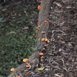 Trametes coccinea at Acton, ACT - 22 May 2022