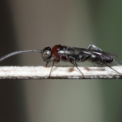 Monomachus antipodalis (A parasitic wasp) at ANBG - 20 May 2022 by TimL