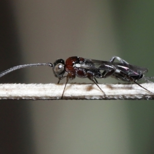 Monomachus antipodalis at Acton, ACT - 20 May 2022 12:17 PM