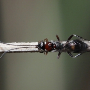 Monomachus antipodalis at Acton, ACT - 20 May 2022