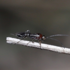Monomachus antipodalis at Acton, ACT - 20 May 2022 12:17 PM