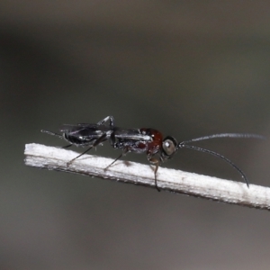Monomachus antipodalis at Acton, ACT - 20 May 2022 12:17 PM
