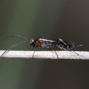 Monomachus antipodalis at Acton, ACT - 20 May 2022