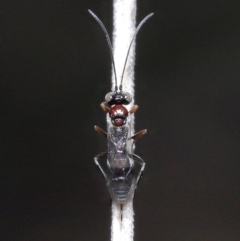 Monomachus antipodalis at Acton, ACT - 20 May 2022 12:17 PM