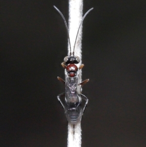 Monomachus antipodalis at Acton, ACT - 20 May 2022 12:17 PM
