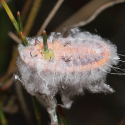 Monophlebulus sp. (genus) (Giant Snowball Mealybug) at ANBG - 20 May 2022 by TimL