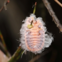 Monophlebulus sp. (genus) at Acton, ACT - 20 May 2022