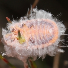 Monophlebulus sp. (genus) at Acton, ACT - 20 May 2022