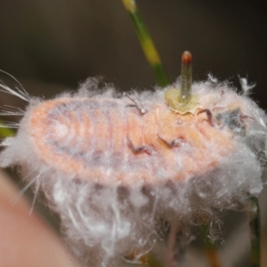 Monophlebulus sp. (genus) at Acton, ACT - 20 May 2022