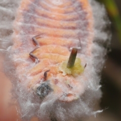 Monophlebulus sp. (genus) at Acton, ACT - 20 May 2022