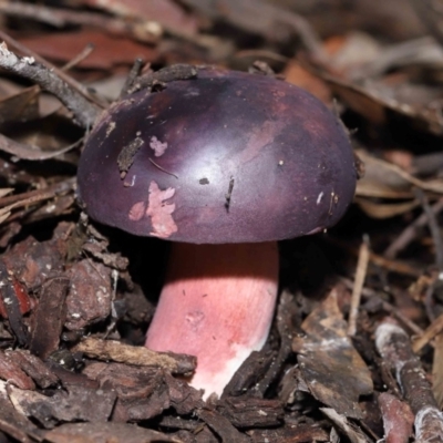 Russula 'purpureoflava group' at ANBG - 20 May 2022 by TimL