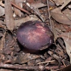 Russula 'purpureoflava group' at Acton, ACT - 20 May 2022 01:07 PM