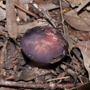 Russula 'purpureoflava group' at Acton, ACT - 20 May 2022