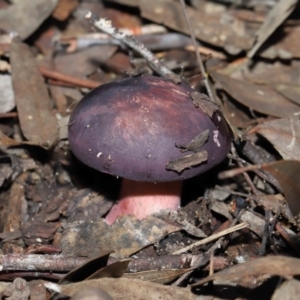 Russula 'purpureoflava group' at Acton, ACT - 20 May 2022