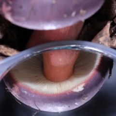 Russula 'purpureoflava group' at Acton, ACT - 20 May 2022 01:07 PM