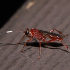 Stiromesostenus sp. (genus) (An ichneumon wasp) at Acton, ACT - 20 May 2022 by TimL