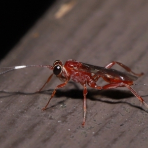 Stiromesostenus sp. (genus) at Acton, ACT - 20 May 2022 01:21 PM