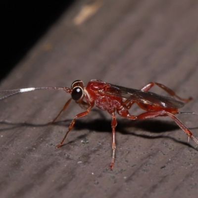 Stiromesostenus sp. (genus) (An ichneumon wasp) at ANBG - 20 May 2022 by TimL