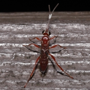 Ichneumonidae (family) at Acton, ACT - 20 May 2022 01:21 PM