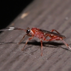 Stiromesostenus sp. (genus) at Acton, ACT - 20 May 2022 01:21 PM