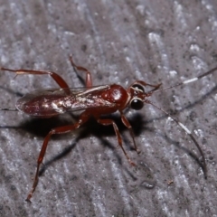 Stiromesostenus sp. (genus) at Acton, ACT - 20 May 2022