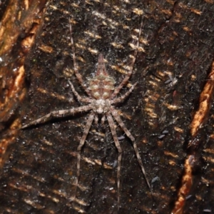 Tamopsis sp. (genus) at Acton, ACT - 28 Apr 2022