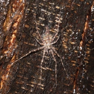 Tamopsis sp. (genus) at Acton, ACT - 28 Apr 2022