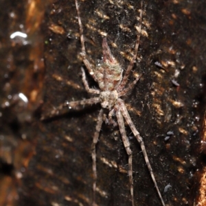 Tamopsis sp. (genus) at Acton, ACT - 28 Apr 2022