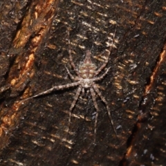 Tamopsis sp. (genus) at Acton, ACT - 28 Apr 2022