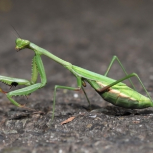 Pseudomantis albofimbriata at Acton, ACT - 24 Apr 2022