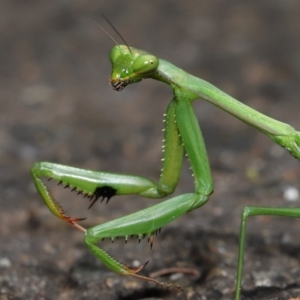 Pseudomantis albofimbriata at Acton, ACT - 24 Apr 2022