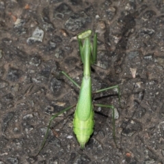 Pseudomantis albofimbriata at Acton, ACT - 24 Apr 2022 11:15 AM