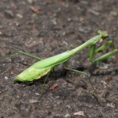 Pseudomantis albofimbriata at Acton, ACT - 24 Apr 2022 11:15 AM