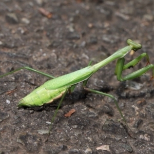 Pseudomantis albofimbriata at Acton, ACT - 24 Apr 2022 11:15 AM