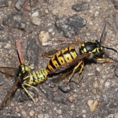 Vespula germanica (European wasp) at Acton, ACT - 20 May 2022 by TimL