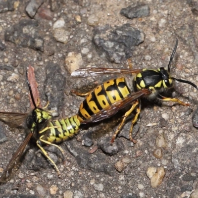 Vespula germanica (European Wasp, German Yellowjacket Wasp) at Acton, ACT - 20 May 2022 by TimL