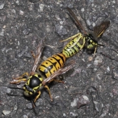 Vespula germanica at Acton, ACT - 20 May 2022