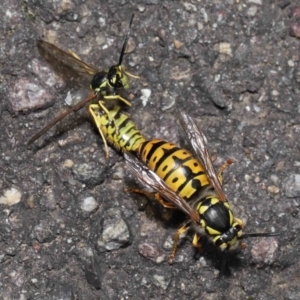 Vespula germanica at Acton, ACT - 20 May 2022