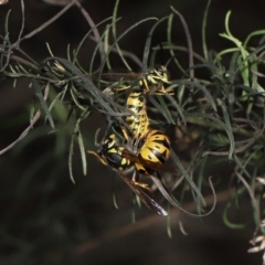 Vespula germanica at Acton, ACT - 20 May 2022 01:01 PM