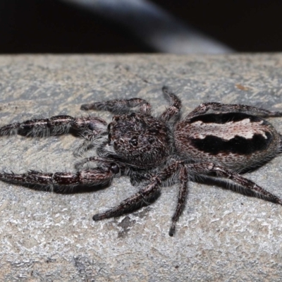 Sandalodes superbus (Ludicra Jumping Spider) at Acton, ACT - 24 Apr 2022 by TimL